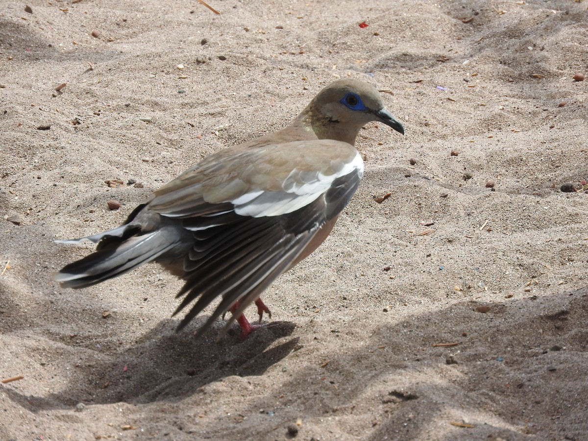 West Peruvian Dove - Pablo Galdames