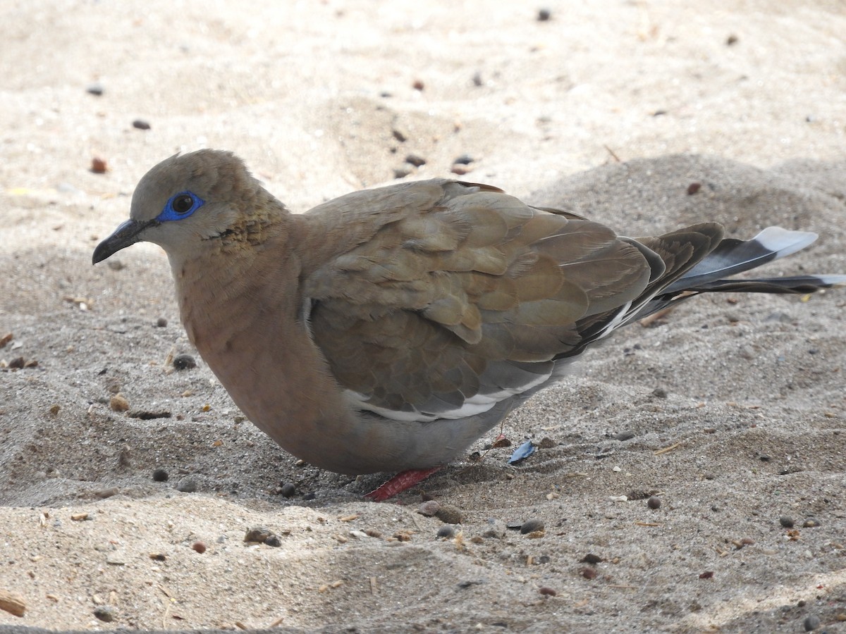 West Peruvian Dove - ML108860571