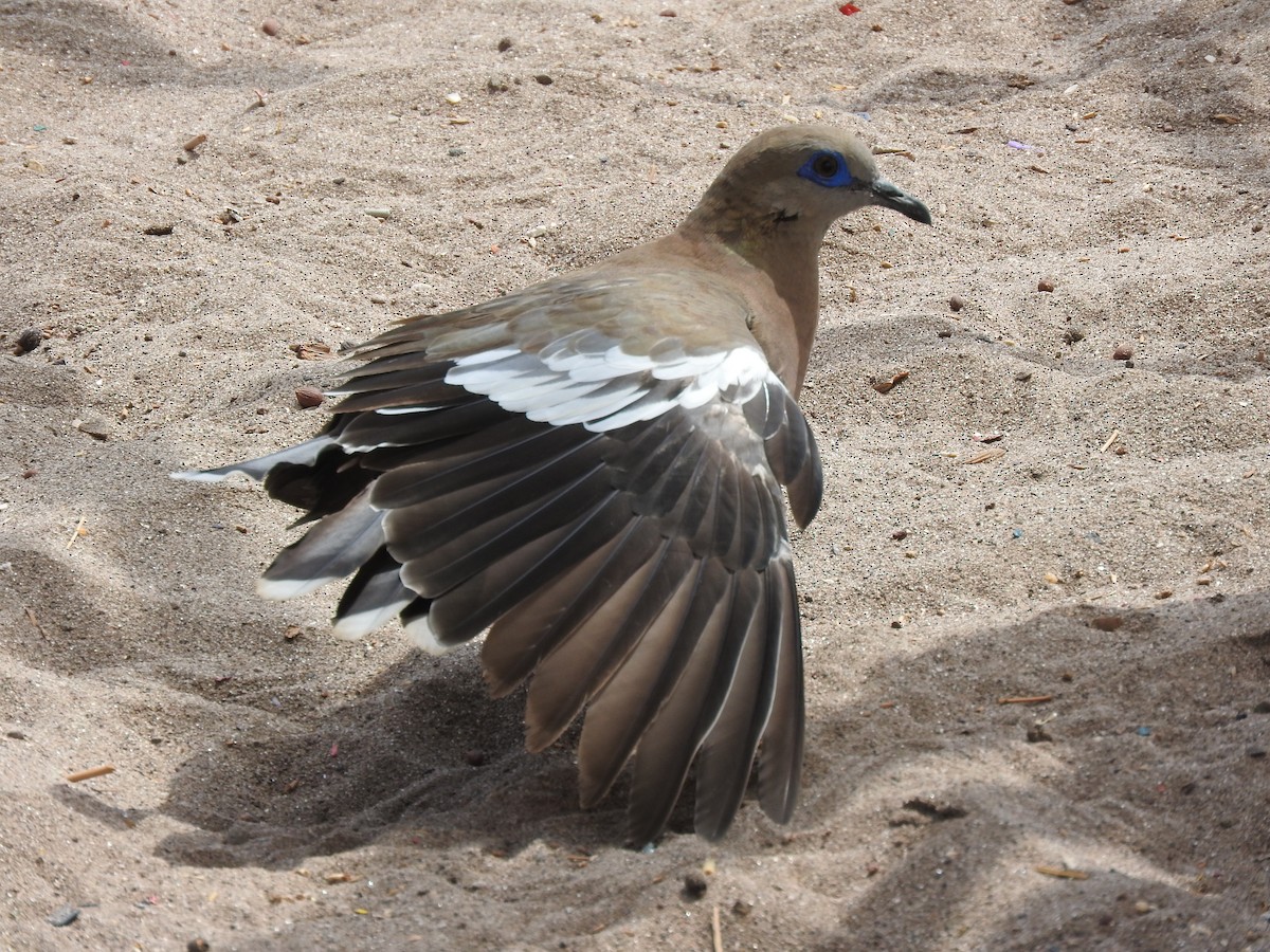 West Peruvian Dove - ML108860581