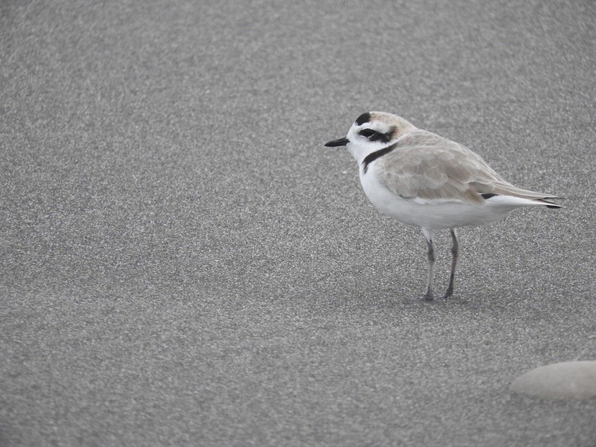 Snowy Plover - ML108860601