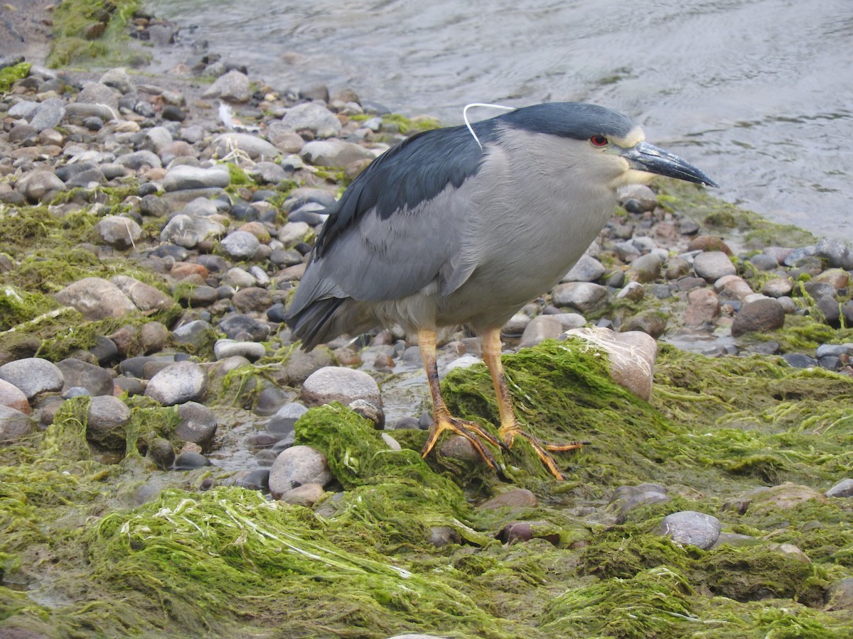 Black-crowned Night Heron - ML108860611