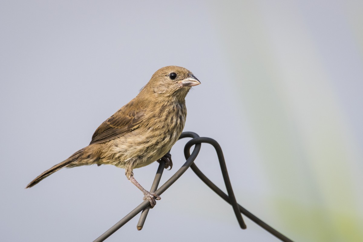 Blue-black Grassquit - ML108861021