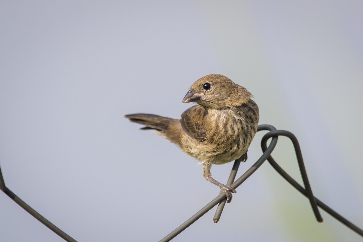 Blue-black Grassquit - Claudia Brasileiro