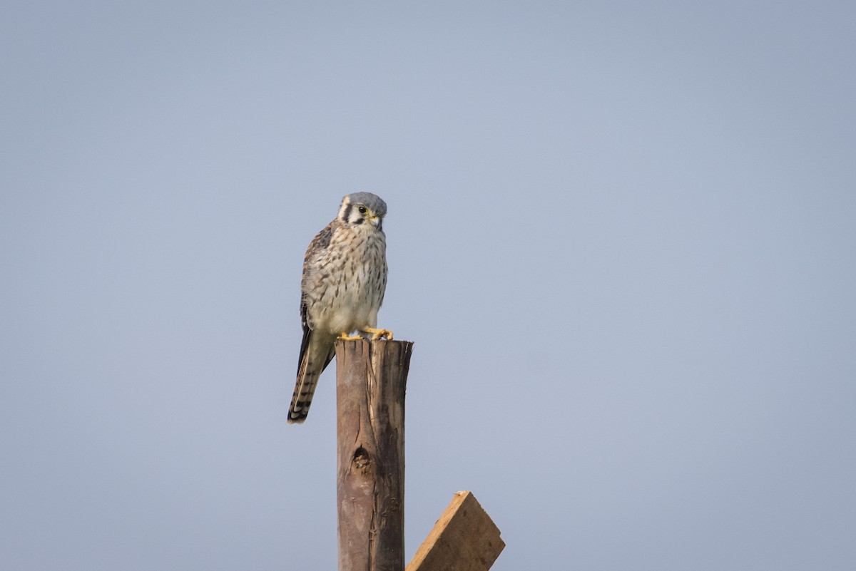 American Kestrel - Claudia Brasileiro