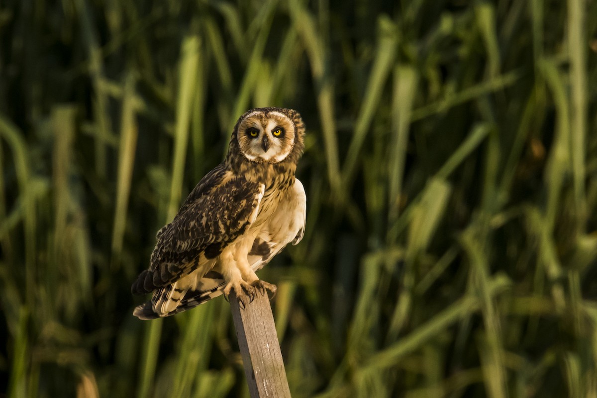 Short-eared Owl - Claudia Brasileiro