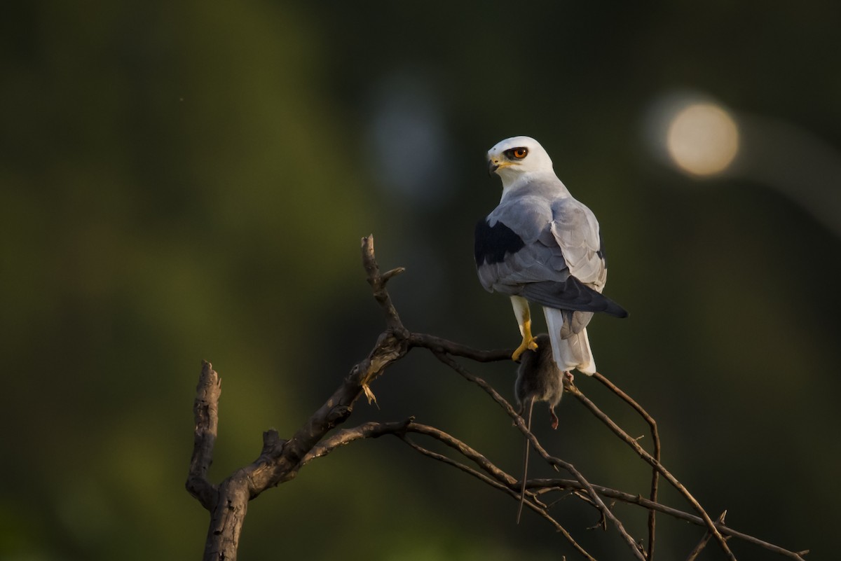 White-tailed Kite - ML108861201