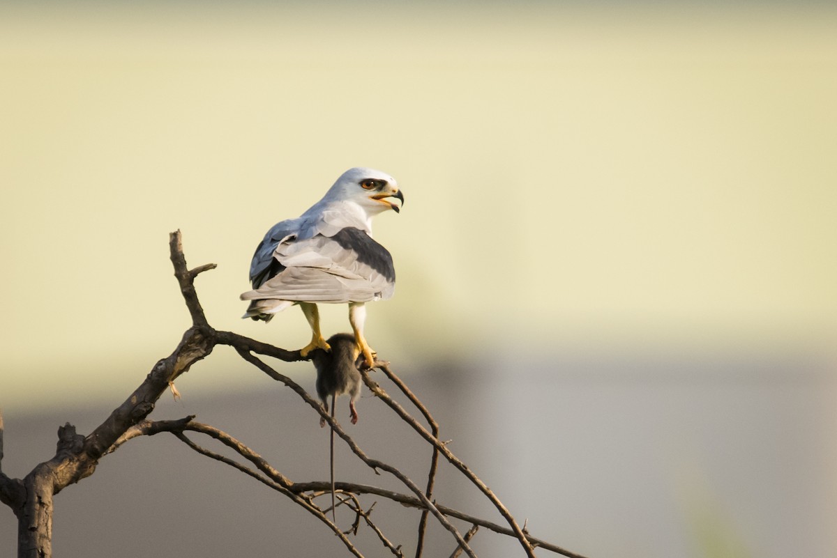 White-tailed Kite - ML108861231