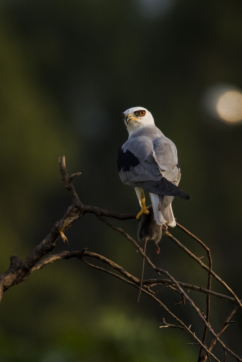 White-tailed Kite - Claudia Brasileiro