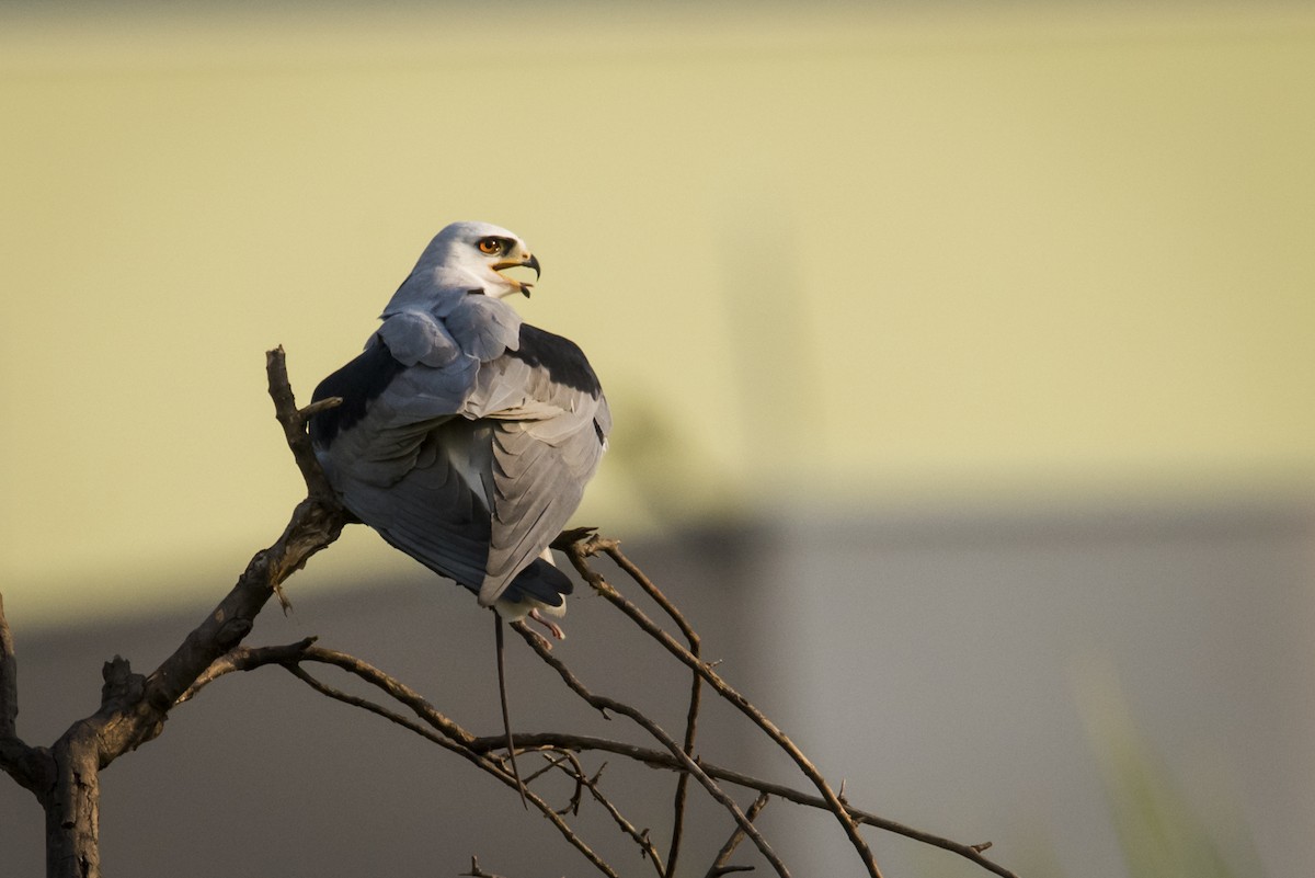 White-tailed Kite - ML108861261