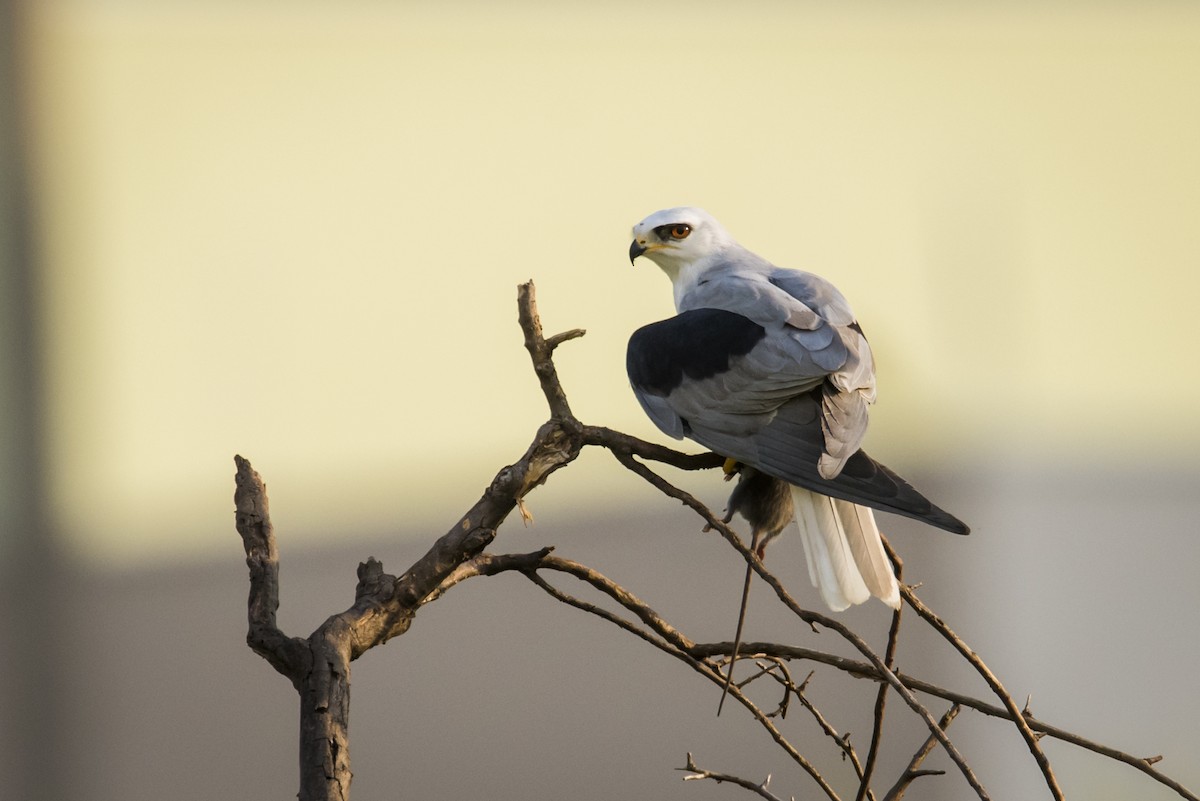 White-tailed Kite - Claudia Brasileiro