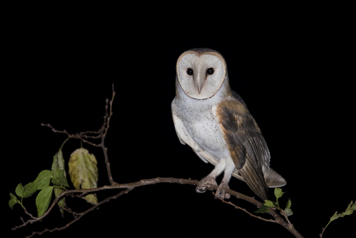 Barn Owl - ML108861341