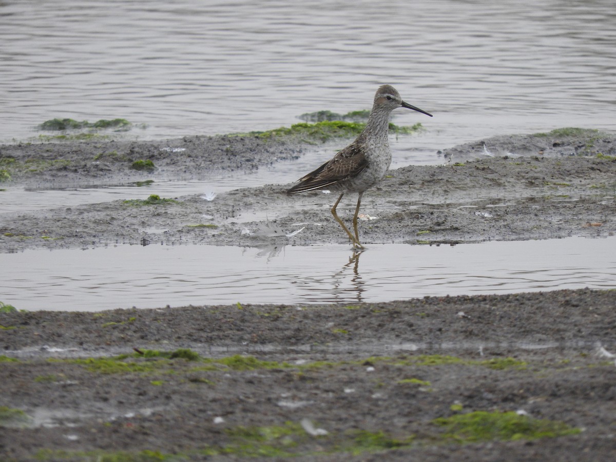 Stilt Sandpiper - ML108861501