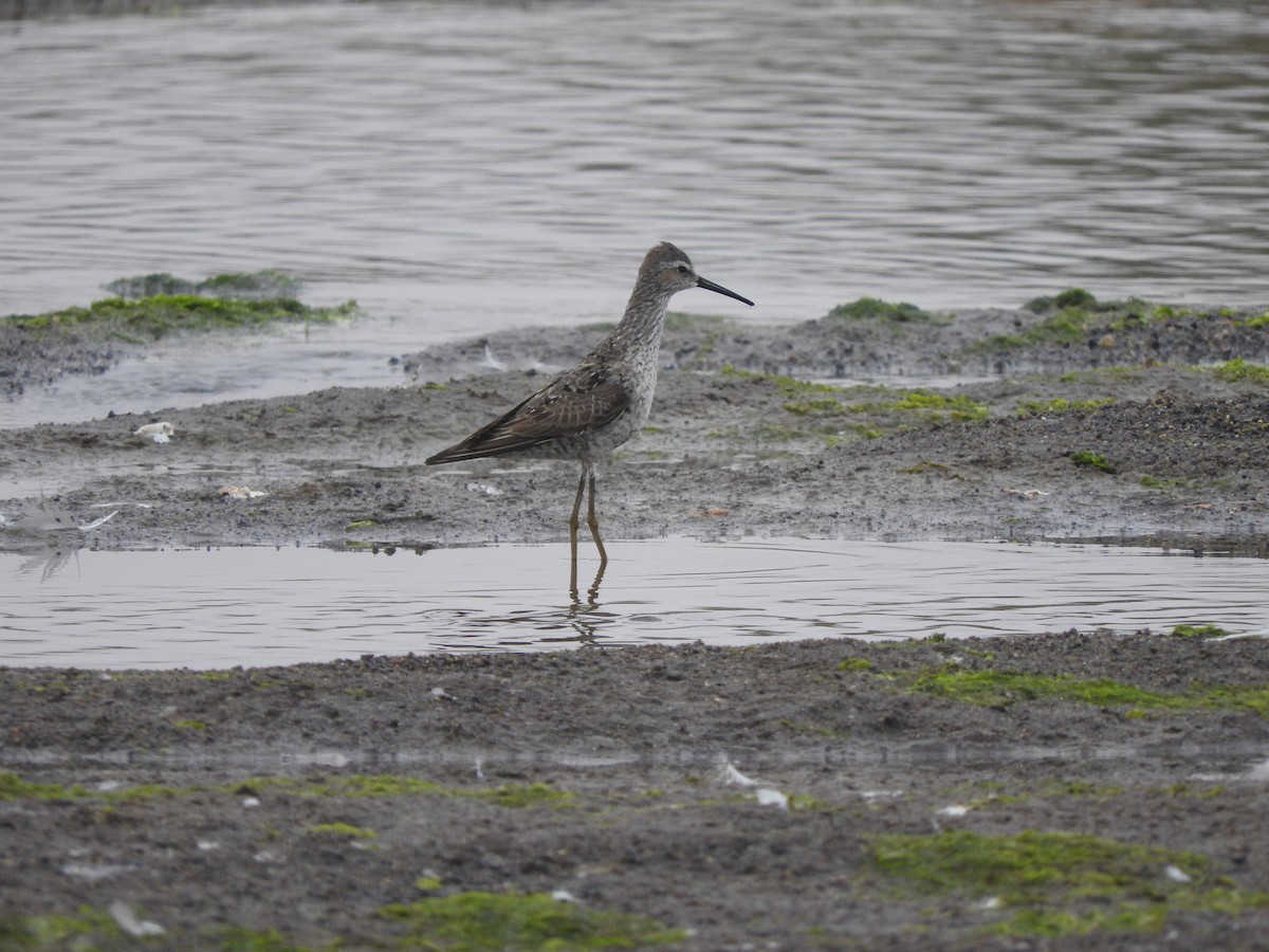 Stilt Sandpiper - ML108861511