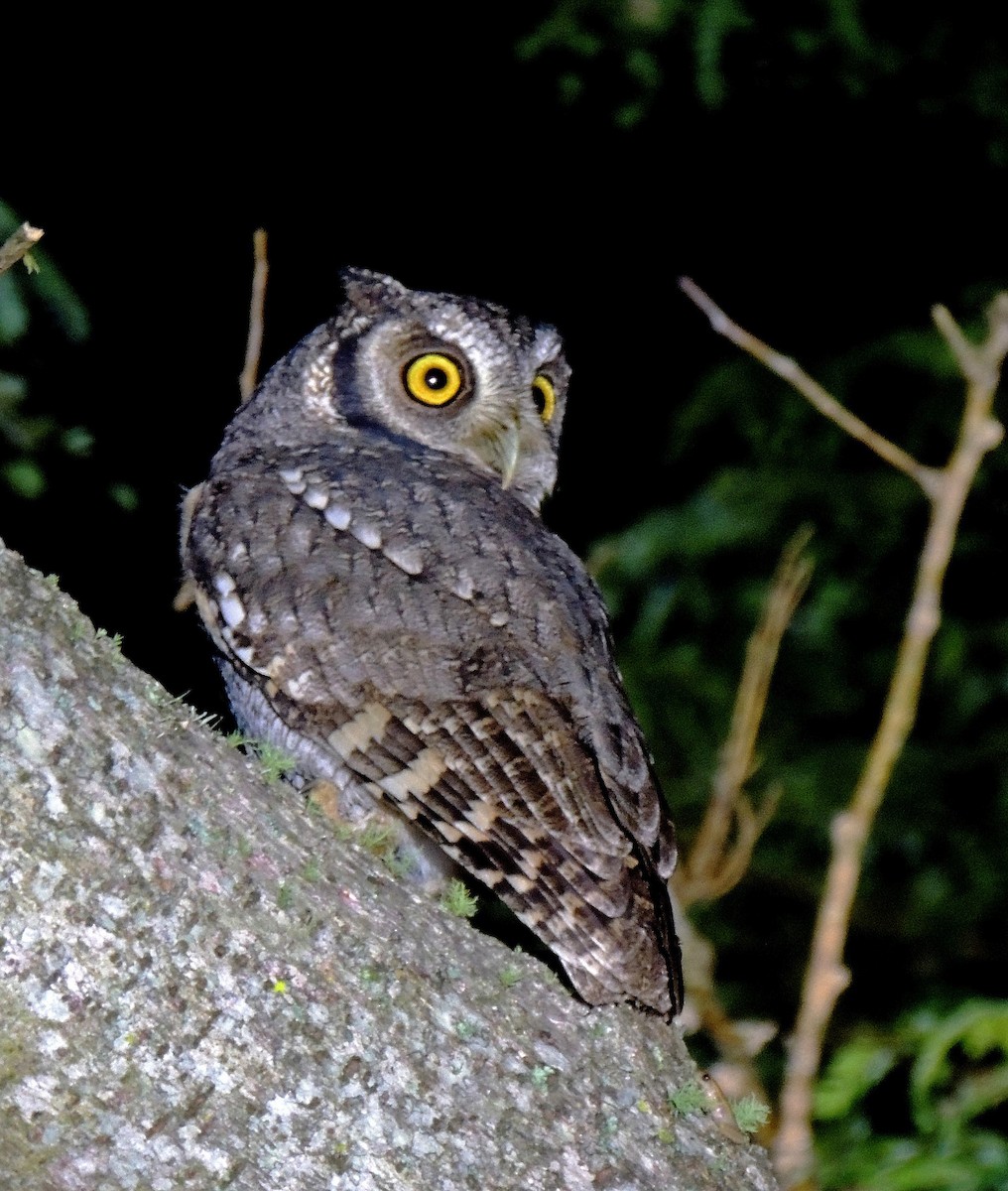 Tropical Screech-Owl - Hugo Hulsberg