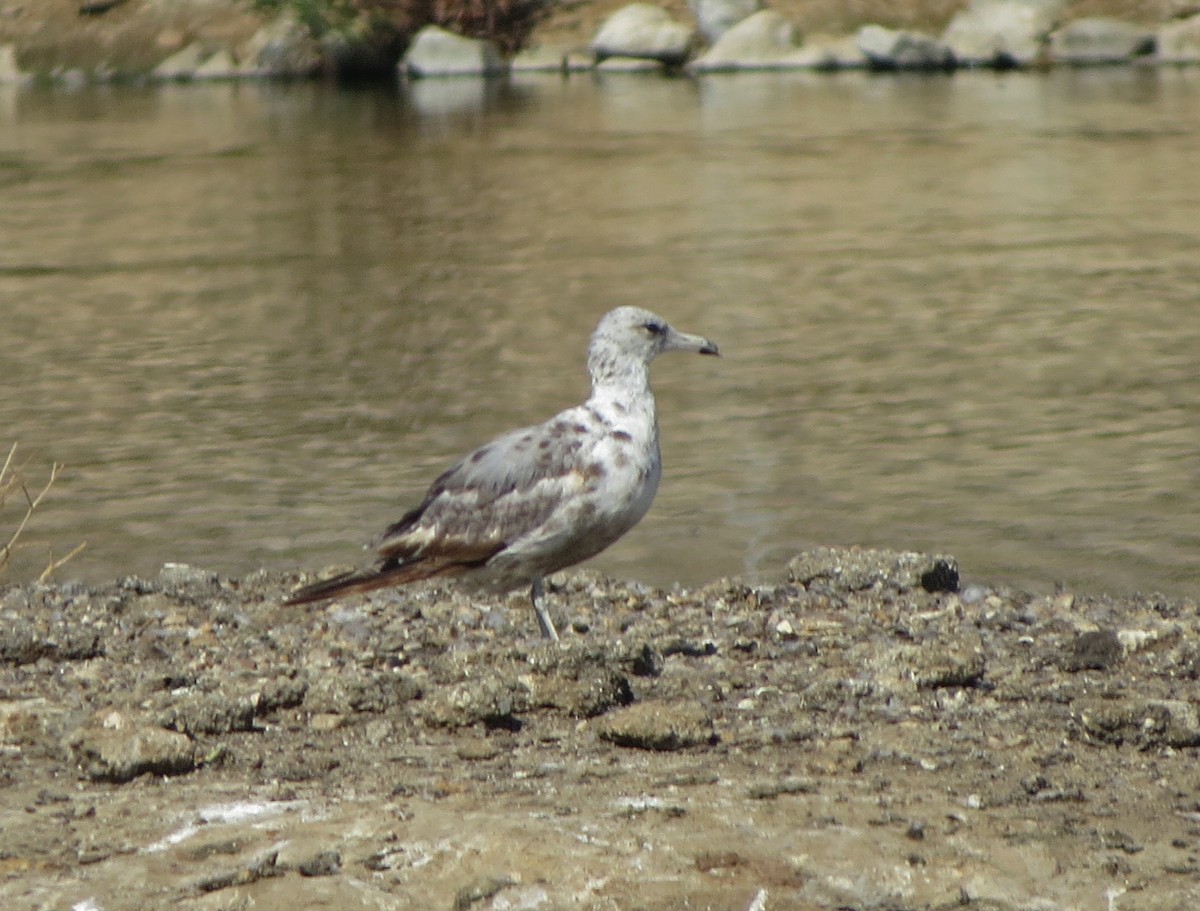 California Gull - ML108863231