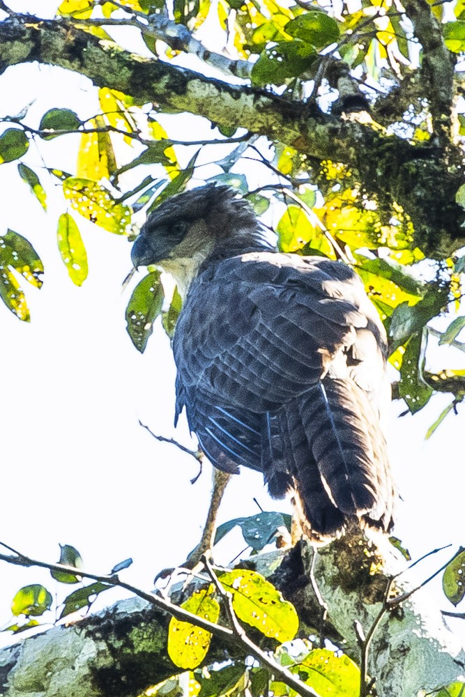 New Guinea Eagle - ML108865081