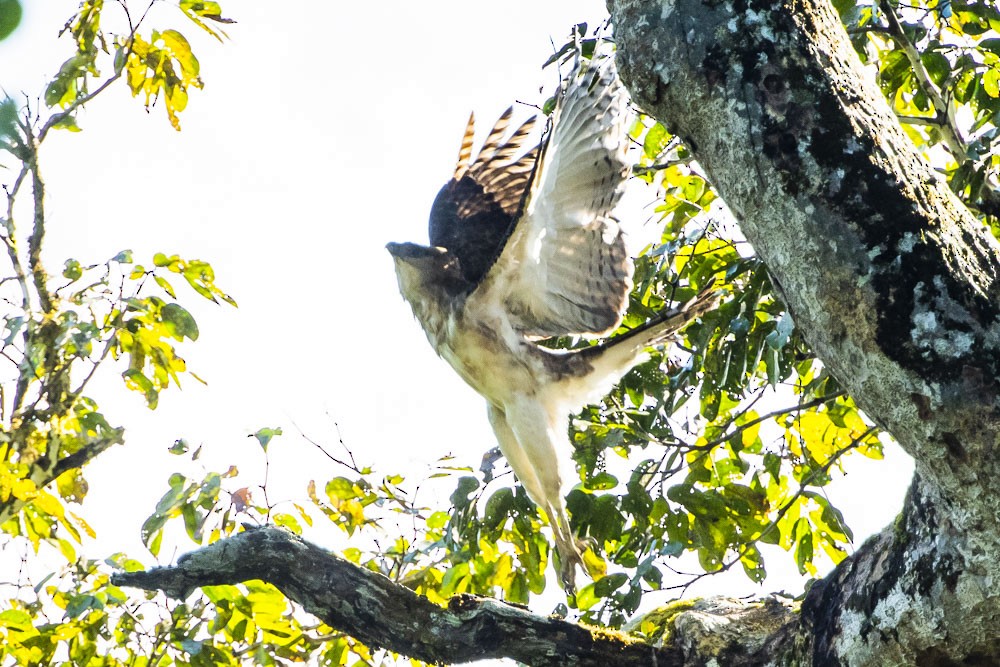 New Guinea Eagle - ML108865091