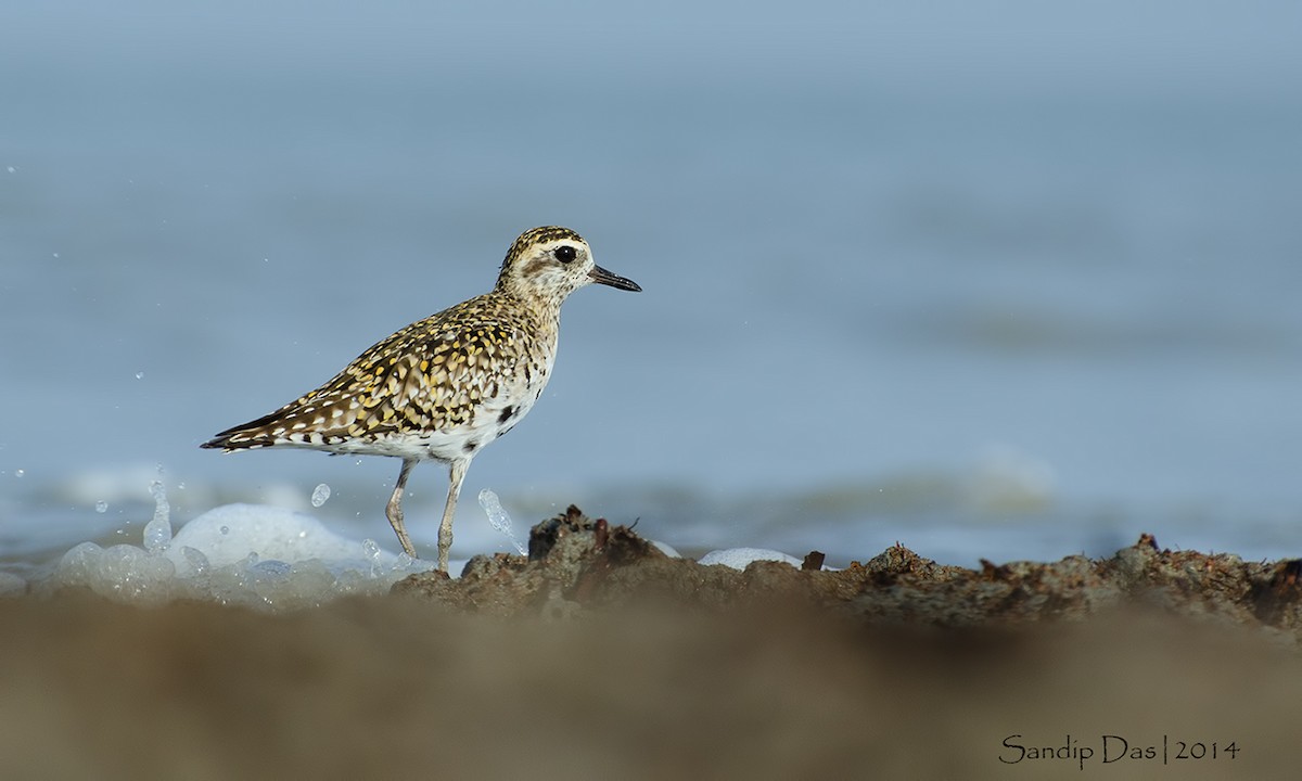 Pacific Golden-Plover - ML108866441