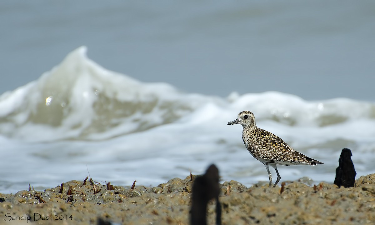 Pacific Golden-Plover - ML108866451