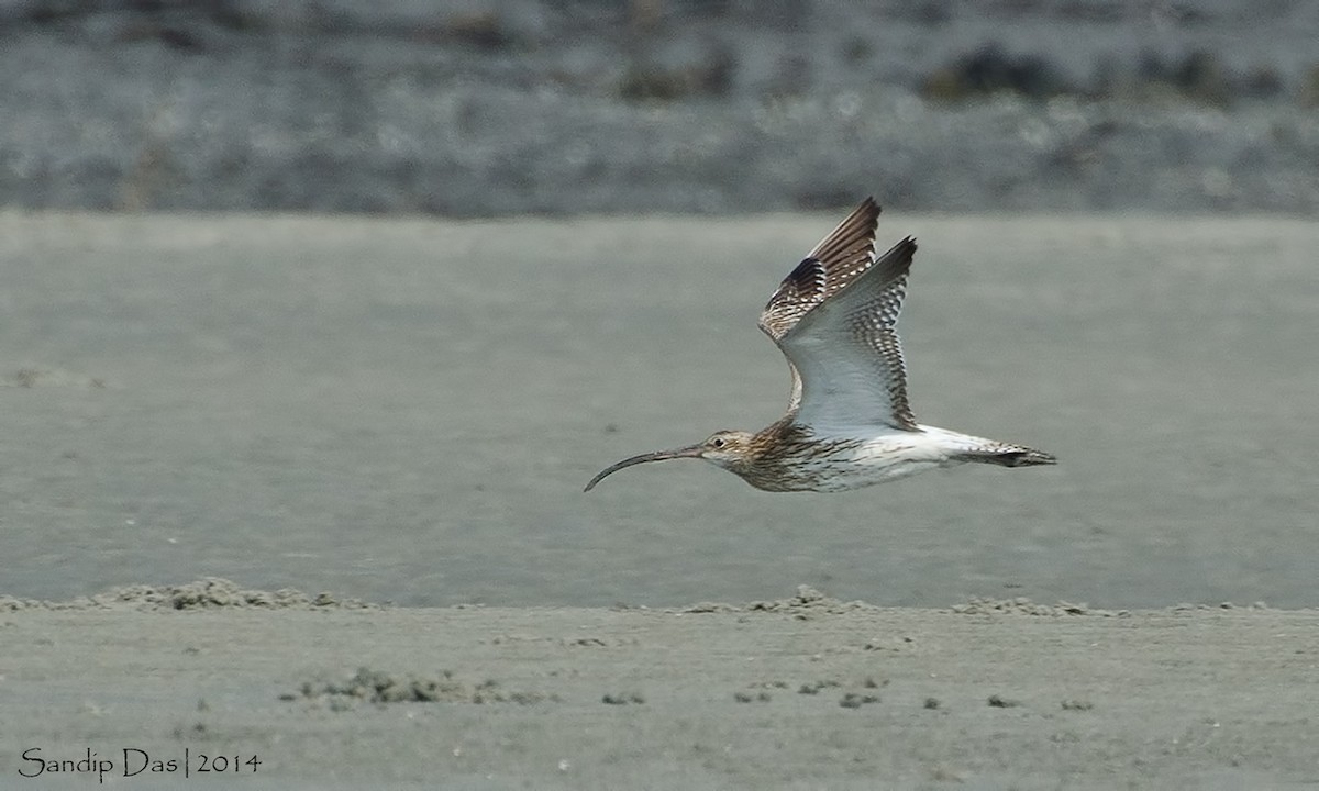 Eurasian Curlew - Sandip Das