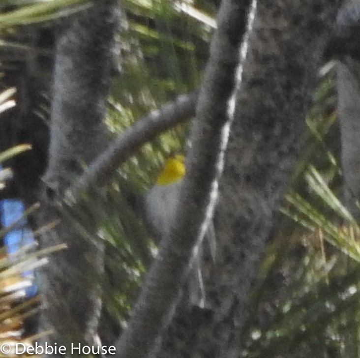 Grace Ötleğeni - ML108866541