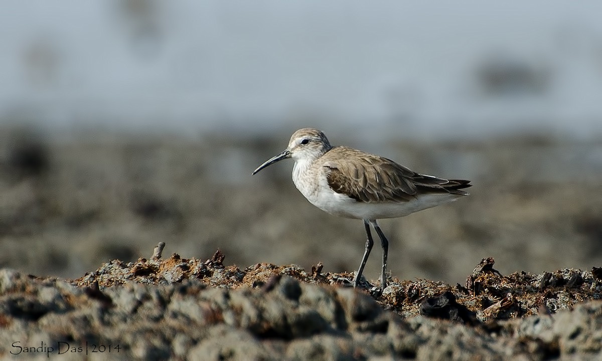 Curlew Sandpiper - Sandip Das