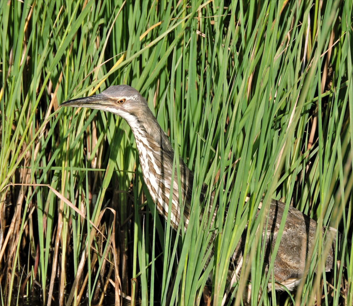 American Bittern - ML108866921