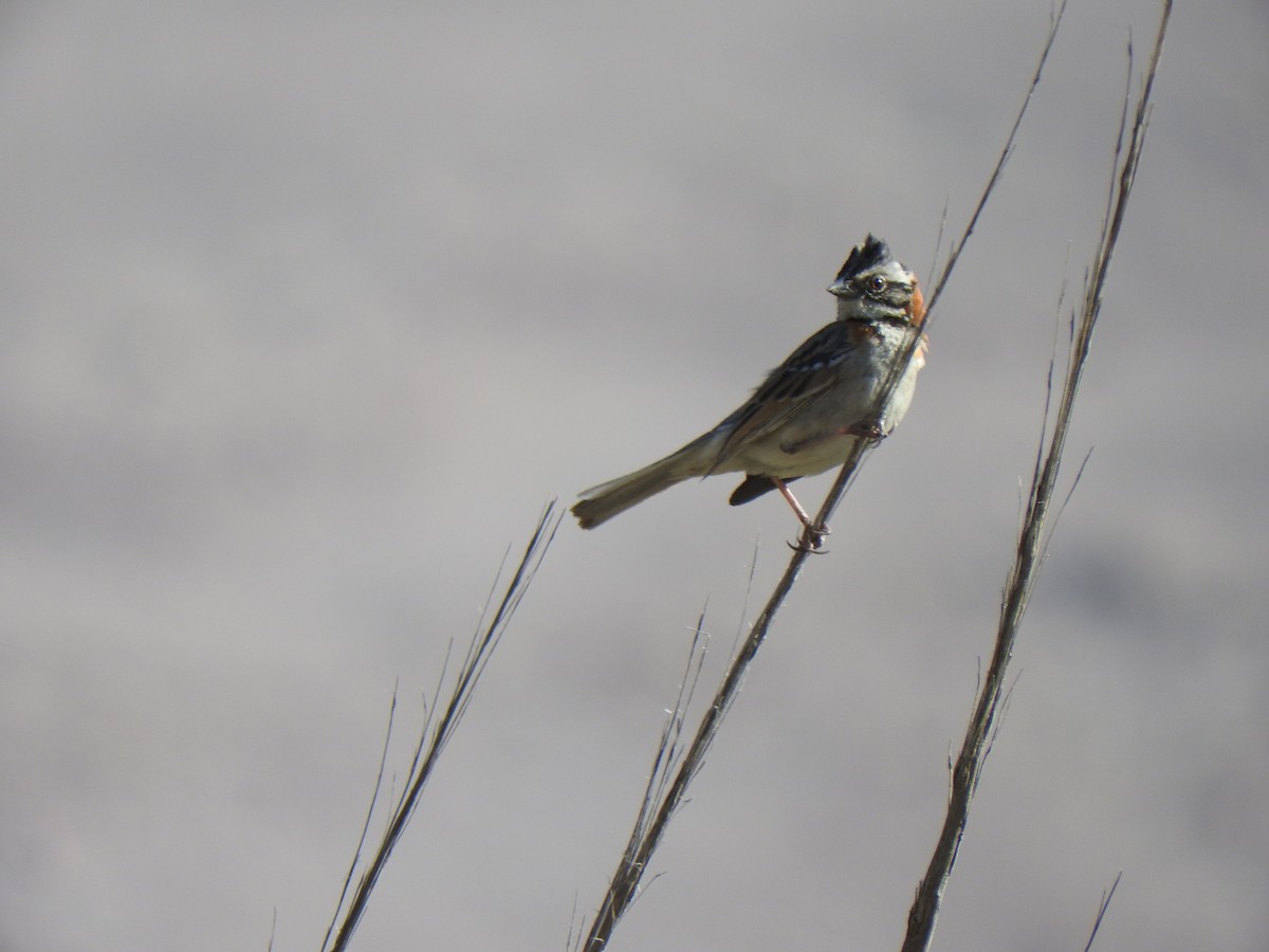 Rufous-collared Sparrow - ML108867961