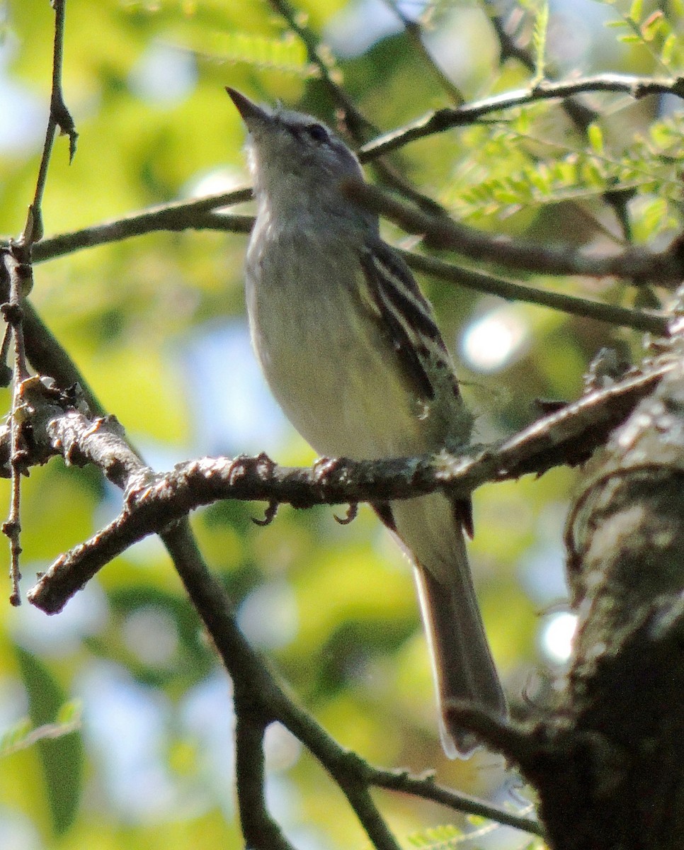 Plain Tyrannulet - ML108868651