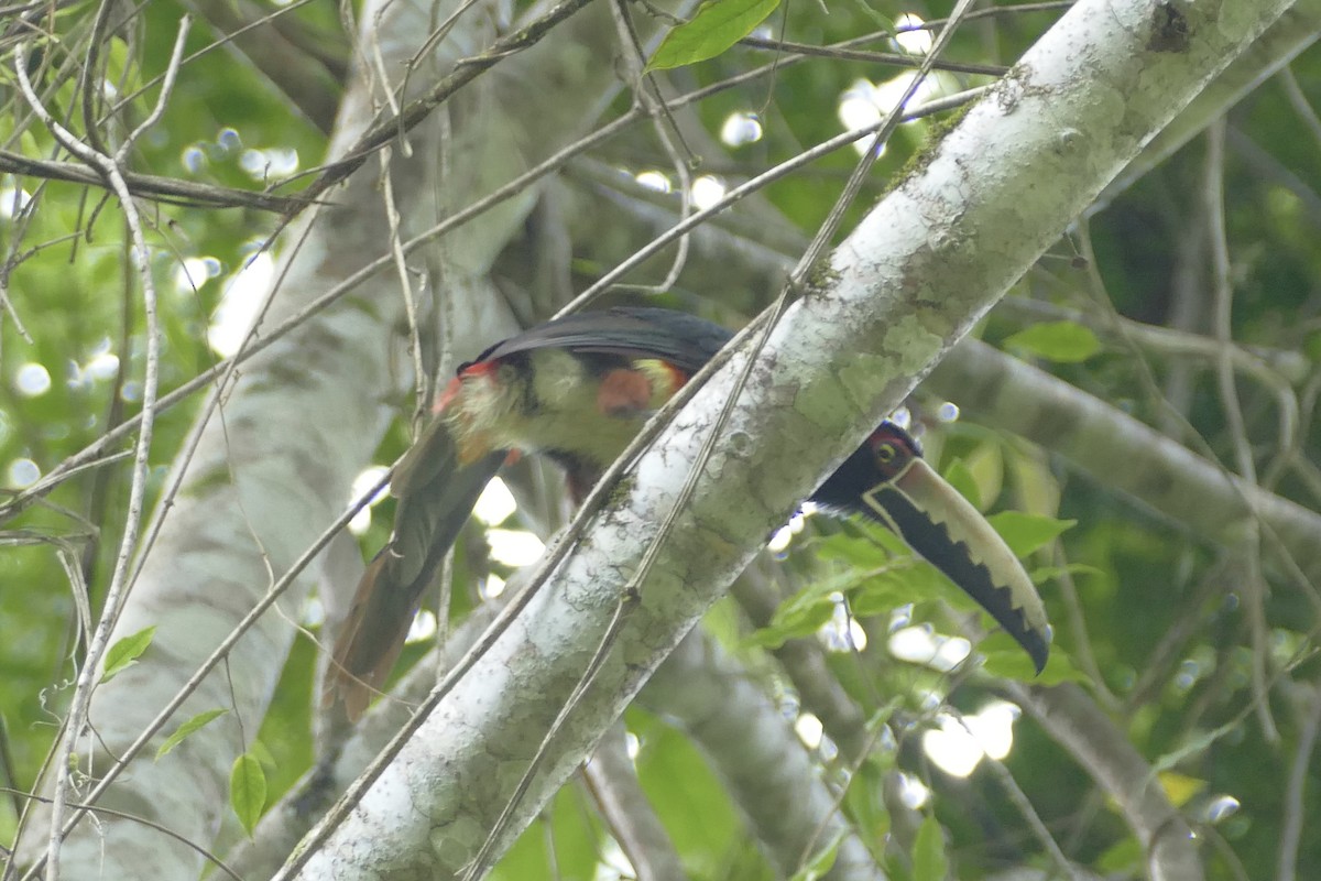 Collared Aracari - Peter Kaestner