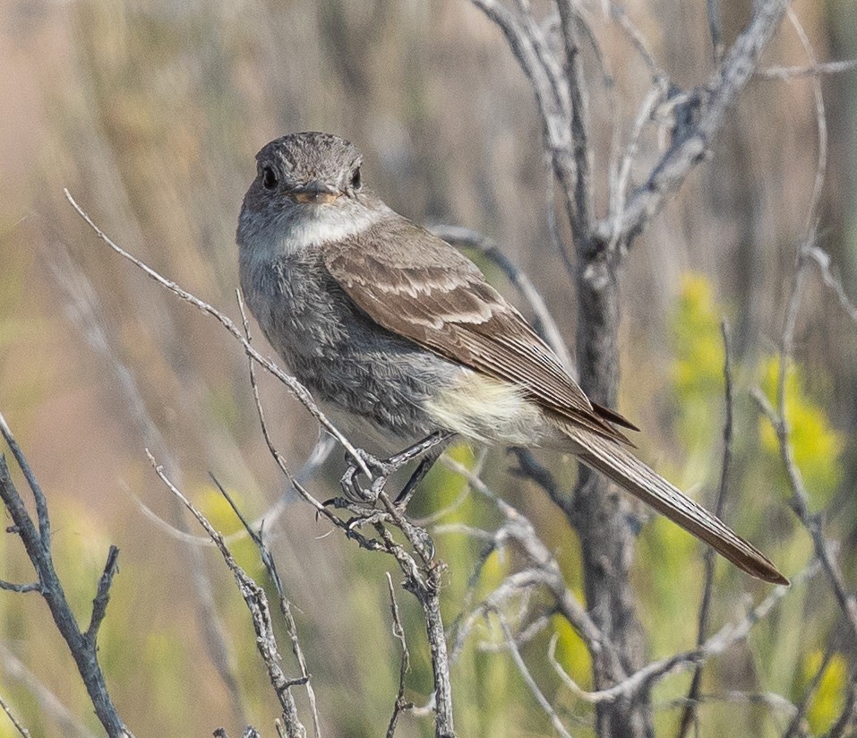 Gray Flycatcher - ML108870011