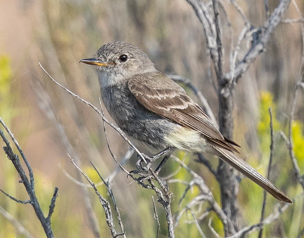 Gray Flycatcher - ML108870021