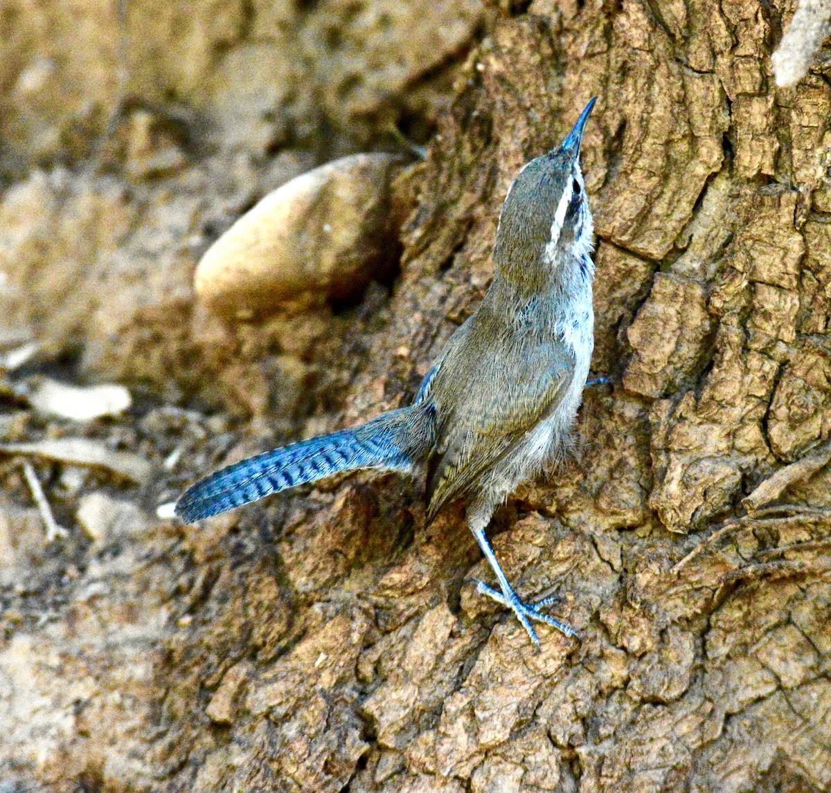 Bewick's Wren - ML108870831