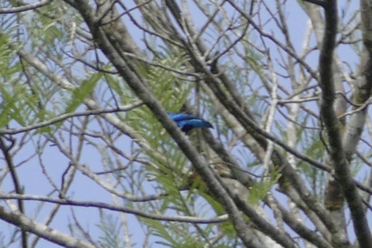 Blue Cotinga - ML108871121