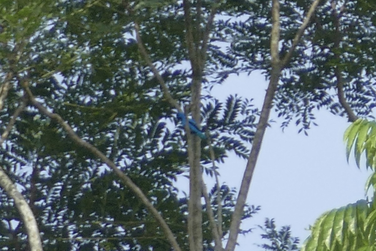 Blue Cotinga - ML108871151