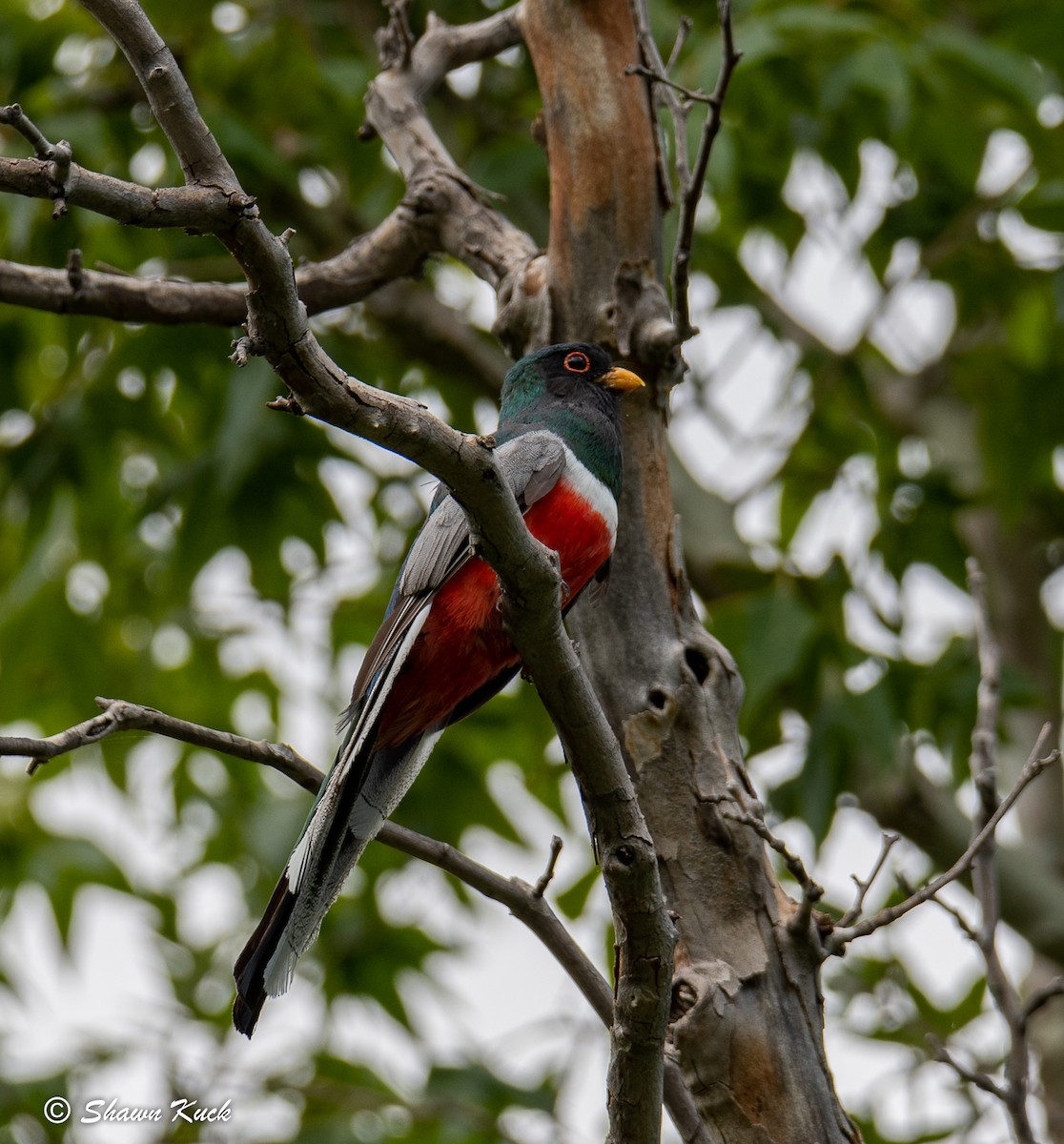 Trogon élégant - ML108871461