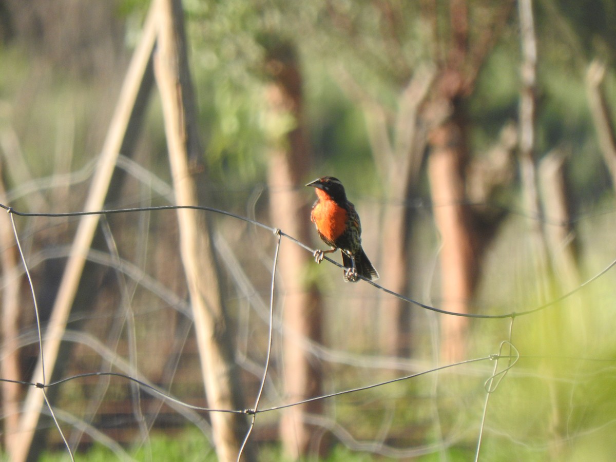 Peruvian Meadowlark - ML108872181