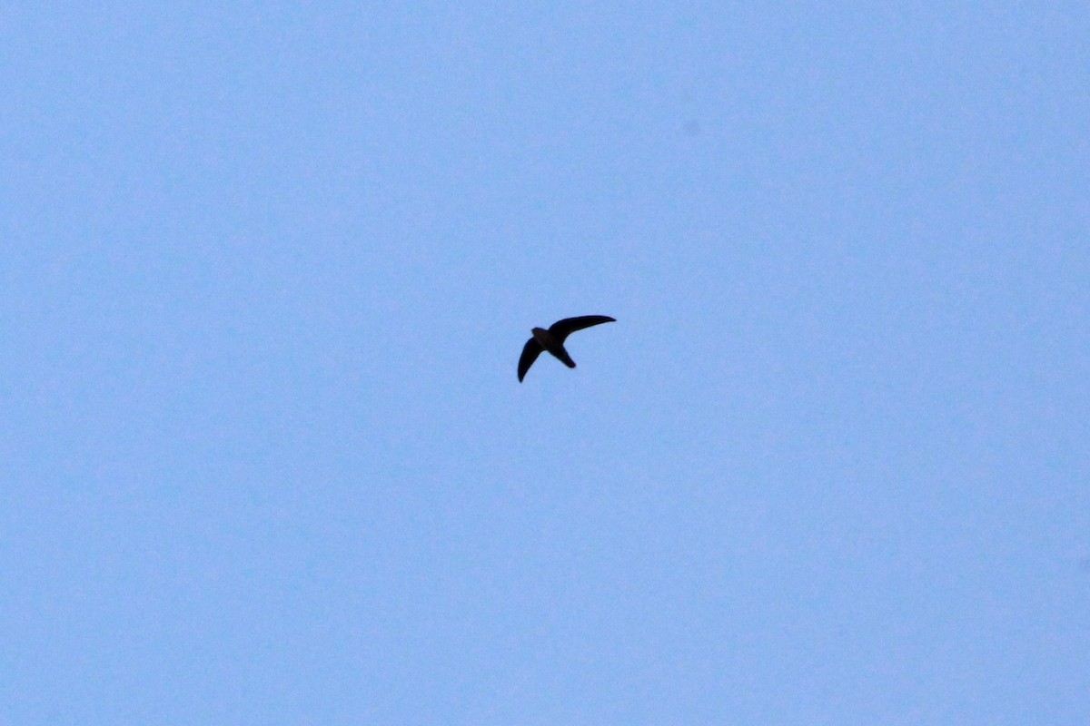 Chimney Swift - ML108872251
