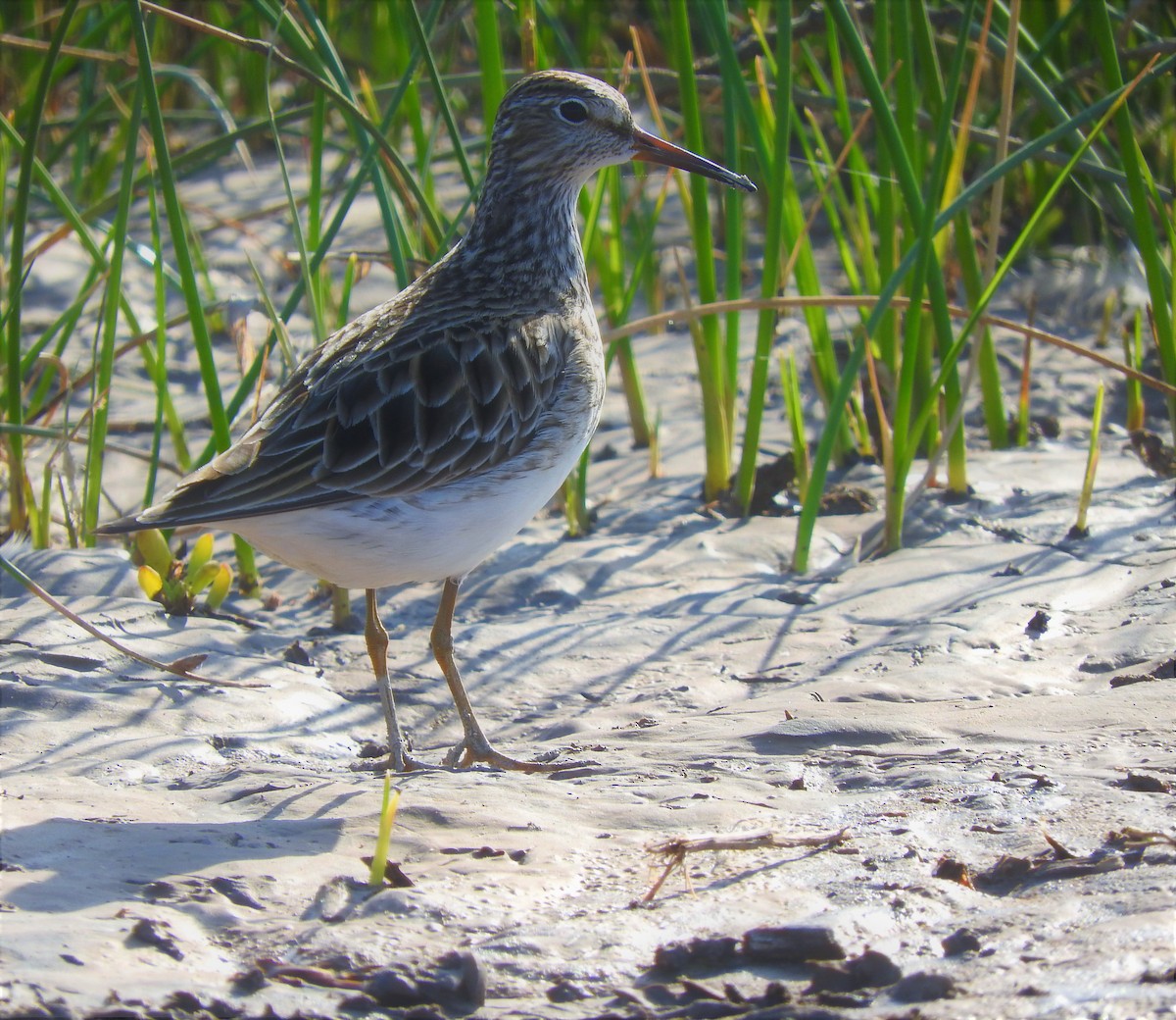 Pectoral Sandpiper - Pablo Galdames