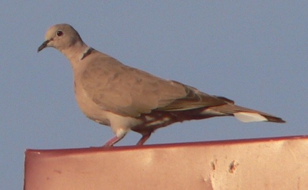 Eurasian Collared-Dove - ML108873621