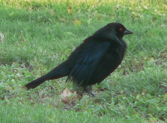 Bronzed Cowbird - ML108873641