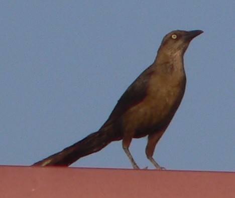 Great-tailed Grackle - ML108873671