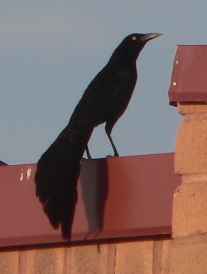 Great-tailed Grackle - ML108873741