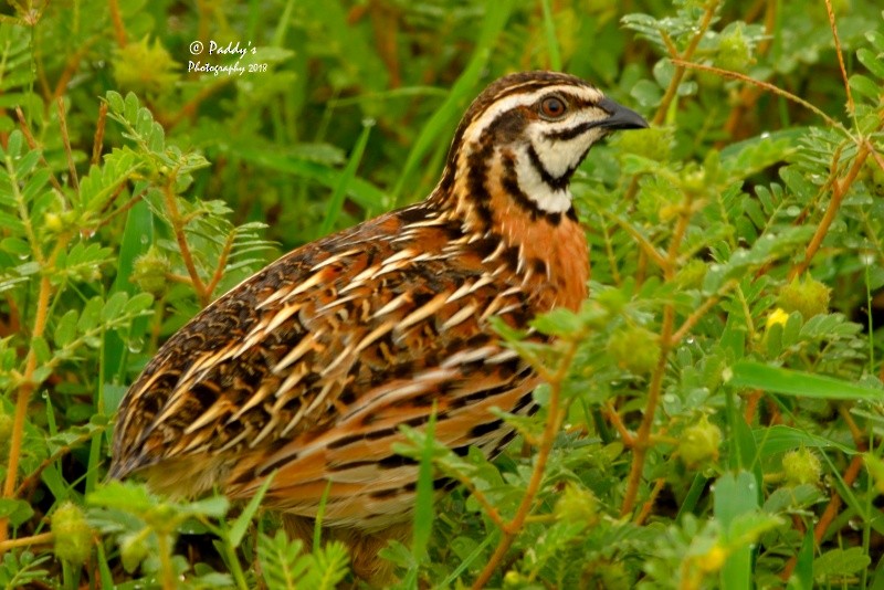 Rain Quail - ML108873781