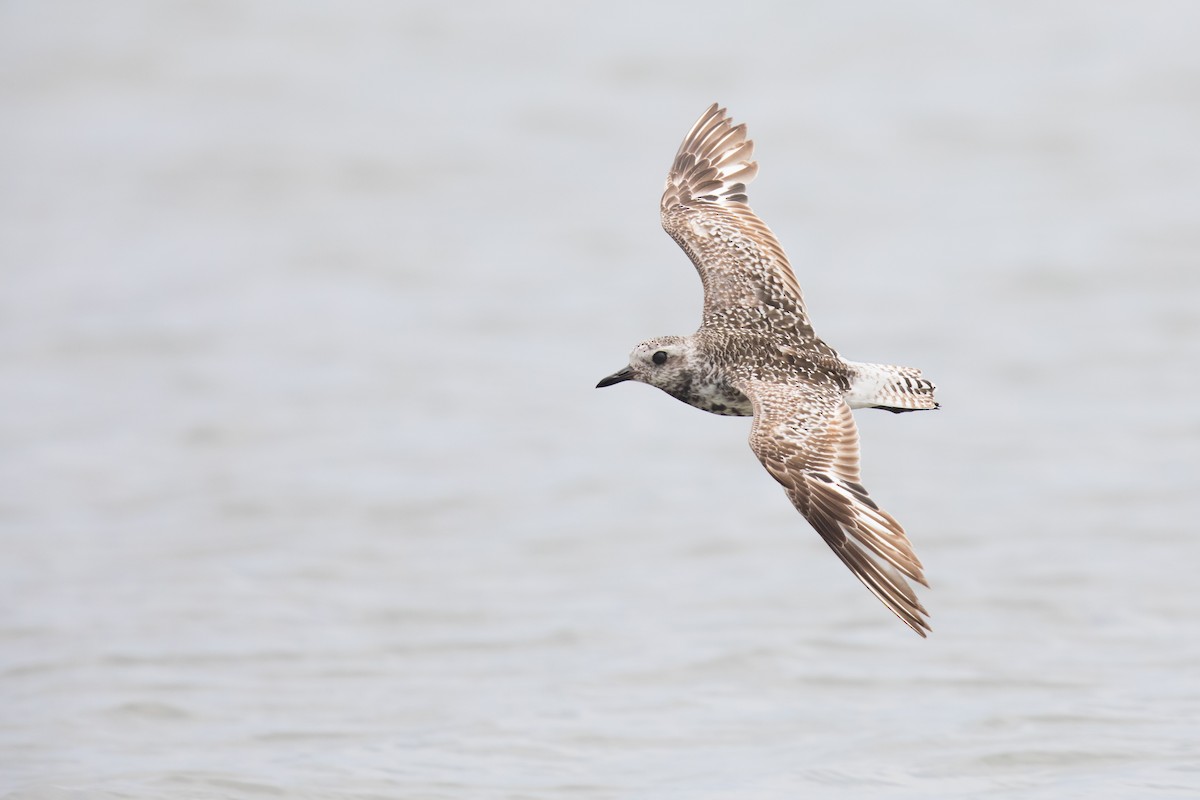 Black-bellied Plover - ML108874201