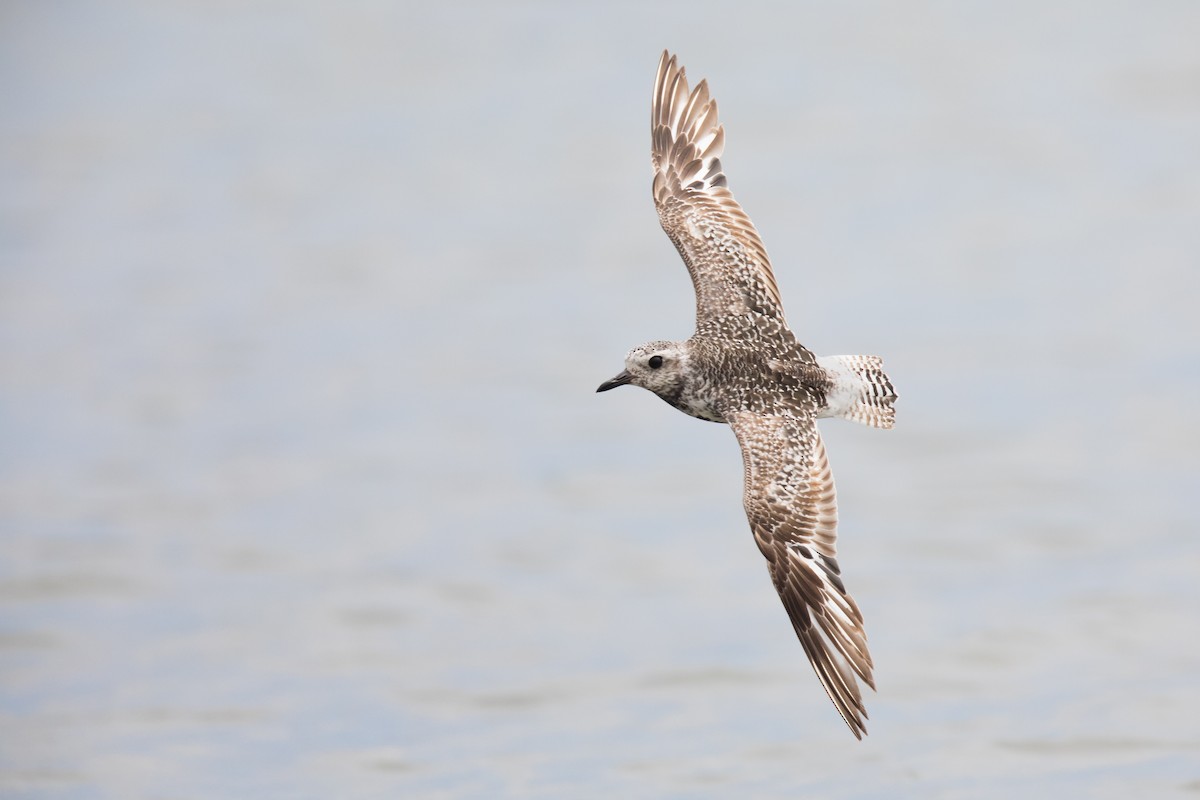 Black-bellied Plover - ML108874211