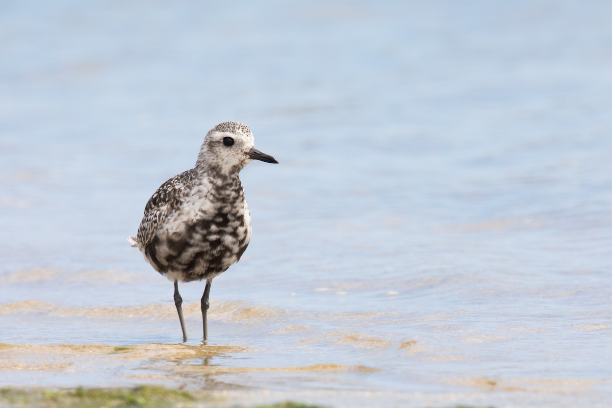 Black-bellied Plover - ML108874231