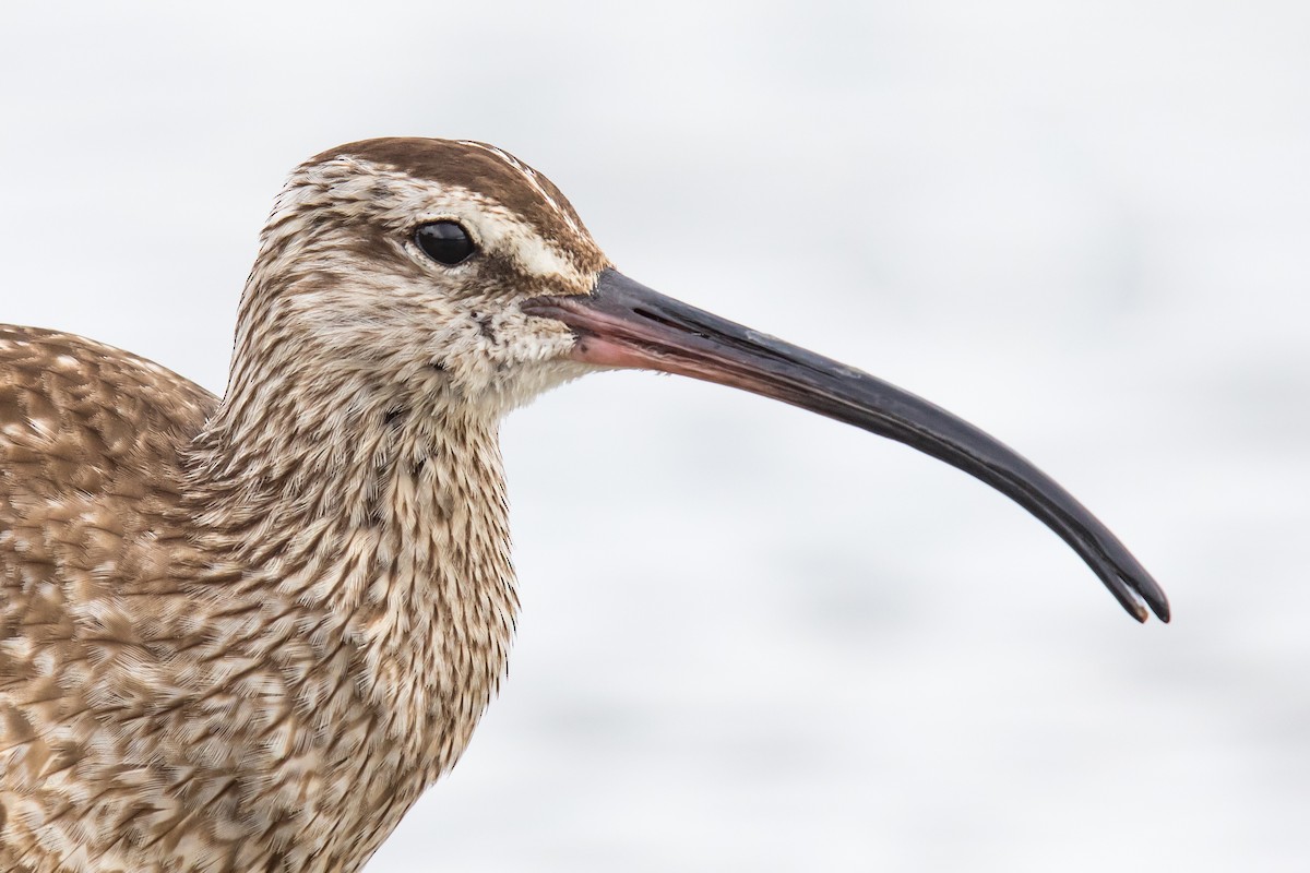 Hudsonian Whimbrel - Ryan Sanderson