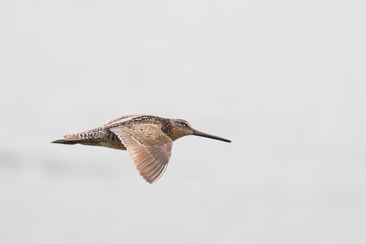 Short-billed Dowitcher - ML108874411