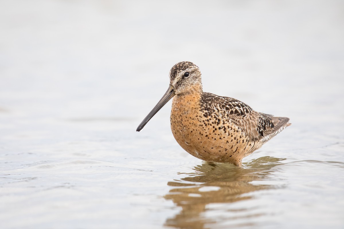 Short-billed Dowitcher - ML108874441